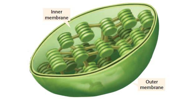But most of a cell s ATP is made in the inner membrane of the cell s mitochondria. Most eukaryotic cells have mitochondria. Mitochondria are the size of some bacteria.