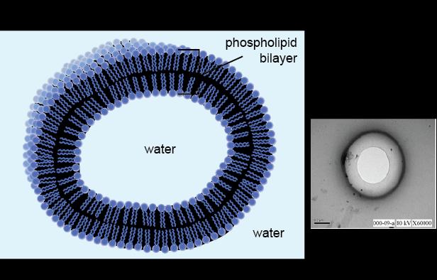 PLASMA MEMBRANE This is an active boundary that