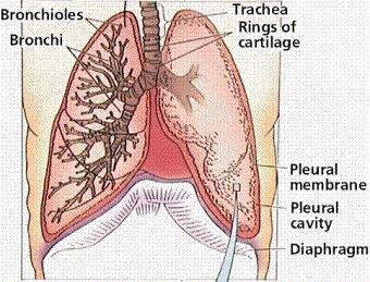 The numerous internal branching of the lung increases the surface area through