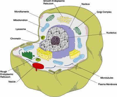 EUKARYOTE Much bigger in size and volume than a prokaryote Has membrane bound compartments- organelles, for specific metabolic