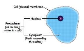 Cytoplasm Found in both plant and animal cells Not a true organelle Jelly-like material found inside the cell