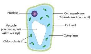 Vacuole Found in plant cells They are fluid-filled sacs.