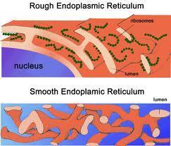 Found in both plant and animal cells Extending from the nucleus to the cell membrane, it is a series of folded membranes Processes
