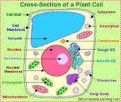 Plant Cell Animal Cell https://www.