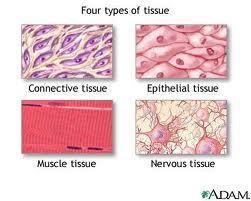 A tissue is a group of cells that work together to perform a specific job.
