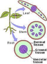 Plants have three basic types of tissues Transport (Vascular) tissue: move water and nutrients Protective