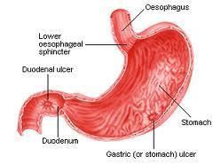 Your stomach is also an organ Muscle tissue makes food move in and through your stomach.
