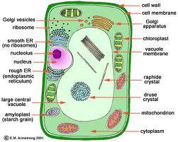 Eukaryotic Have a nucleus, and other membrane-bound organelles.
