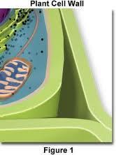 Found only in plant cells The outer layer of a plant cell, it is strong, and made of cellulose.