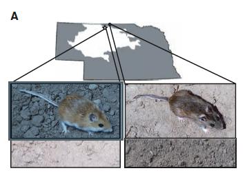 Example #1: Peromyscus maniculatus, and the sand hills Deer mice have evolved a dorsal coat that closely matches the local habitat Previous results suggest that this is a