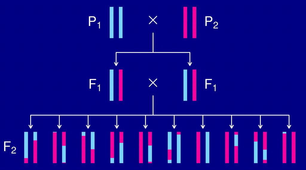 The intercross 3 The data Phenotypes, y i Genotypes, x ij = AA/AB/BB,