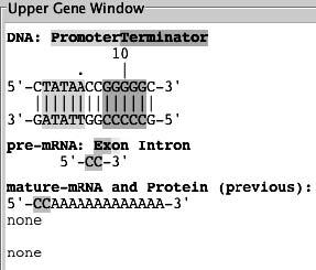 First, you must build a working gene that encodes a short protein.
