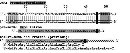 If you ve got it working, you should see something like this (your protein should be different): G4) Once you ve got a working gene, you should fold the protein to be sure it isn t colored (remember