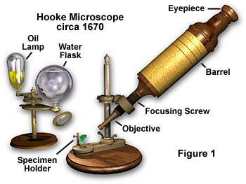 Beginning of microscopes Microscope must produce a magnified image of the specimen, separate the