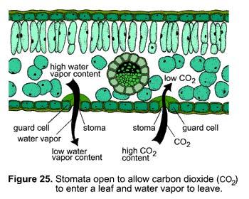 Closed stomates closed stomates lead to O 2 builds up (from light reactions) CO 2 is depleted