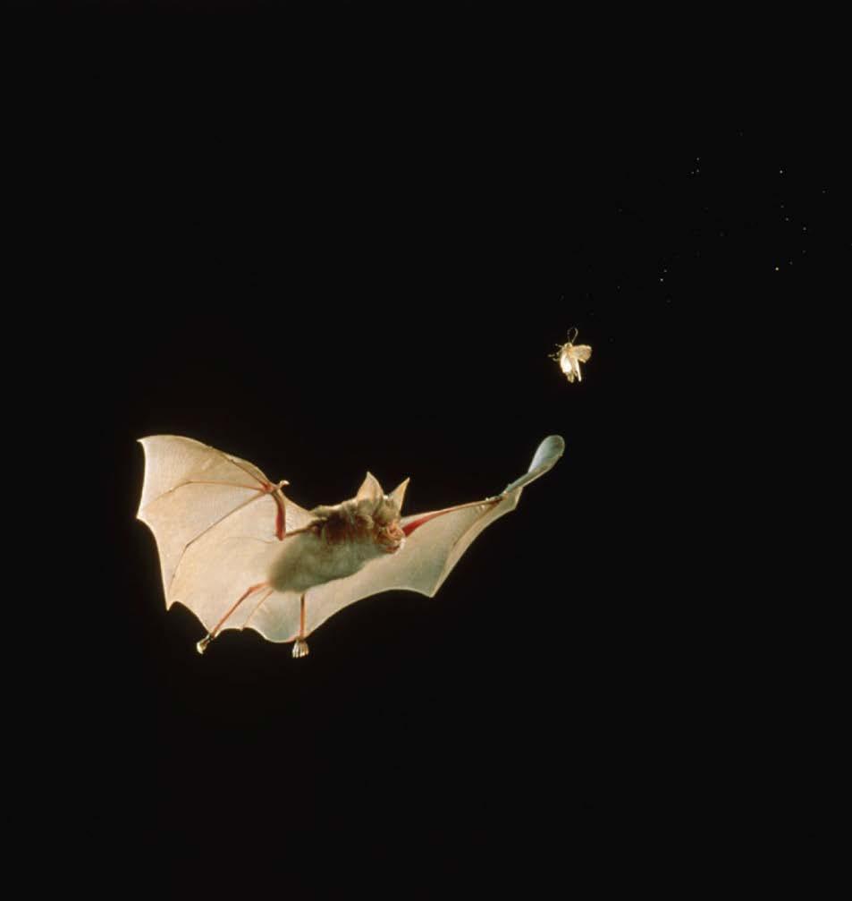 Doppler Effect Example: Bats Bats employ an approach similar to the speed gun Bats generate pulses of