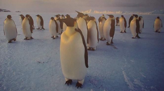ANIMALS The most frequent animals on Antarctica are: fish, birds and