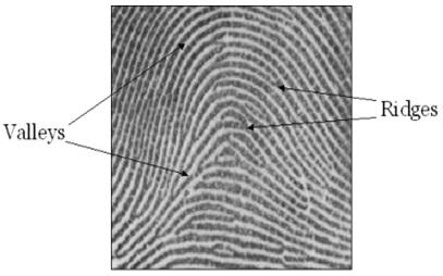 GLOBAL FEATURES There are two levels of features in fingerprint structure, which is known as a global feature, and a local feature.
