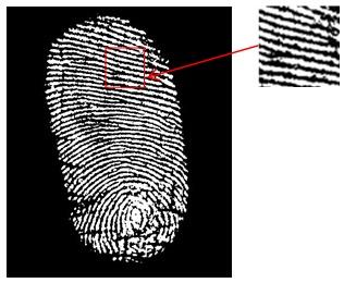 The participants were chosen randomly from the age group of 18-60 years old. The plain technique is adopted in this fingerprint images collection procedure.