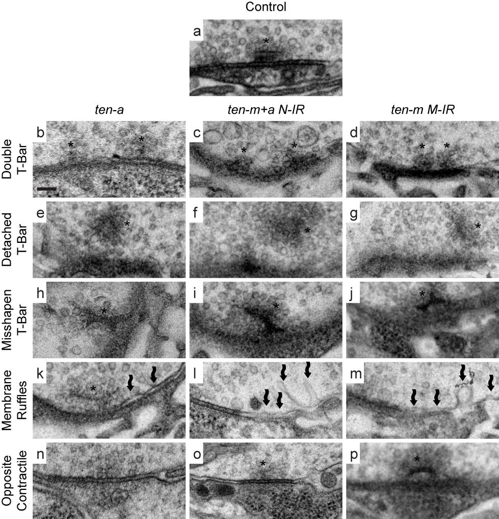 RESEARCH Supplementary Figure 3 Additional EM micrographs showing synaptic structural defects following teneurin perturbations.