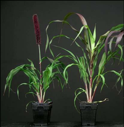 darkness that is the signal In darkness, phytochrome is slowly converted from phytochrome far-red to phytochrome red (P FR to P R ) Flowering in Short-day Plants (SDP) Short day plants (SDP) flower