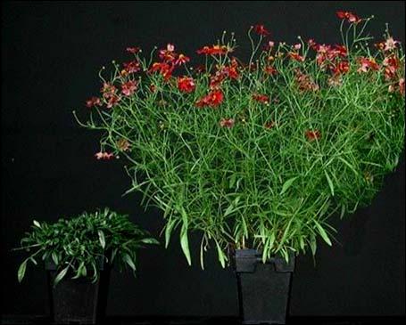 Effects of & Duration Flowering in Long-day Plants (LDP) Coreopsis Limerock Ruby Exposure to light during a long night (night interruption lighting) prevents the conversion from Pfr to Pr, thus