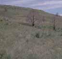 Succession in a juniper community Grassland after fire Mountain big sagebrush