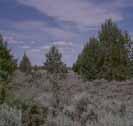 A few ancillary vegetation types such as aspen woodlands, riparian, and
