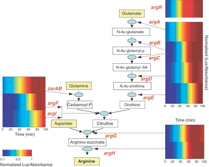 SIMs can generate temporal expression programs Zaslaver et al Nature genetics 2004 Fig 5.4 Temporal order in arginine biosynthesis system with minutes between genes.