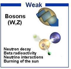Forces and Bosons There are 4 fundamental forces, 3 of which have bosons associated with them.