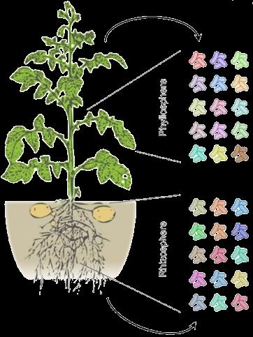 Back to the bacteria Mycelium Sporangia Protection on plant Survival on plant Mycelial growth on RA+ Sporangia production Sporangia germination Mycelial growth on RA- Coinoculation Spraying % Germ
