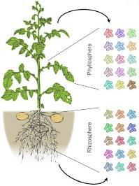 Selected 9 Pseudomonas strains with Phyllosphere strains varying anti-phytophthora
