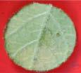 Leaf disc assay -