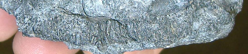 Carbon seams are dominantly composed of kerogen [Mossman et al, 2007] indicating an in situ source derived from living