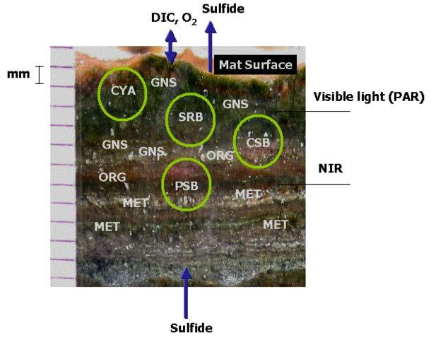 Evolution of hierarchical microbial mats took place in the shallow submarine environment around Ur Cyanobacteria, the first photosynthetic life, evolved around 2.9-3.