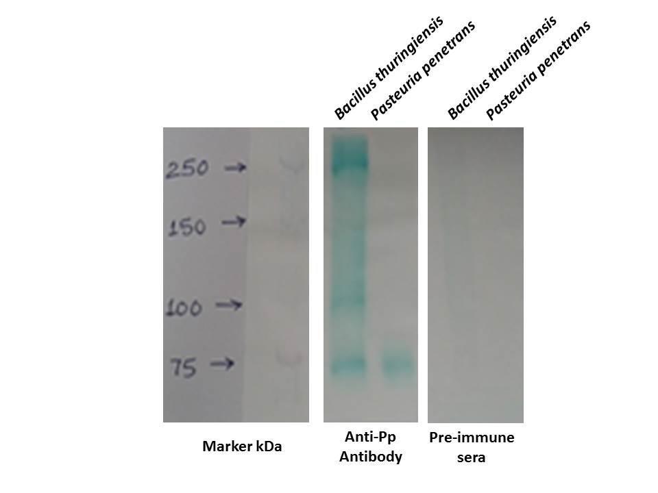 Fig. 1. Western blot of endospore extracts from Bacillus thuringiensis and Pasteuria penetrans probed with a polyclonal antibody raised to whole spores of Pasteuria penetrans and a pre-immune sera.