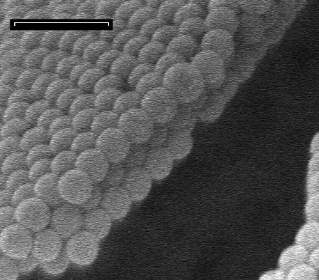Large Peclet Number Examples 5 µm 500
