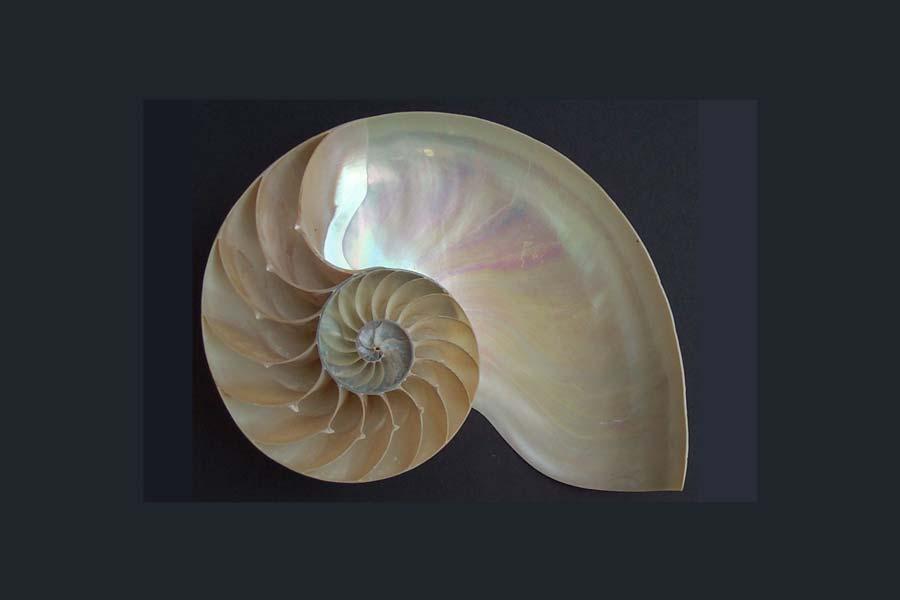 Figure 1 Half-shell of a pearly Nautilus in which the edge of the coil is a near-perfect logarithmic spiral [5], a curve such that the rates of rotation and dilatation are proportional [hence
