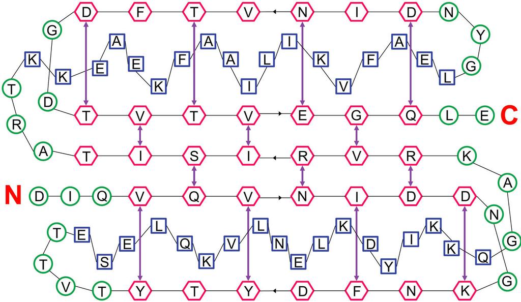 Figure 1 shows the secondary structure: Squares = helix; circles = loops; hexagons = β-strand purple arrows = H-bonds It is relatively easy