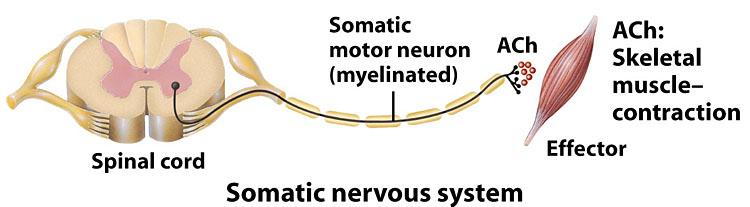 1. Somatic Nervous System = Somatic Division The somatic portion of the efferent division is under voluntary control and is composed of somatic