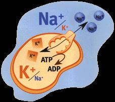 Although many different ions are found in the ECF and ICF, the resting potential is determined mainly by