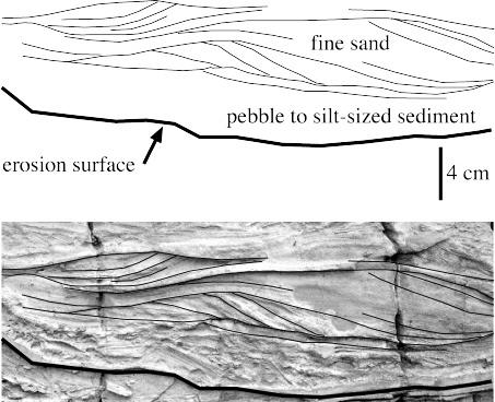 2. The following photo and sketch shows sediments deposited during an event.