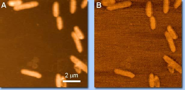 Biological sample Bacteria cells of geobacter sulfurreducens Topography Impedance Sample