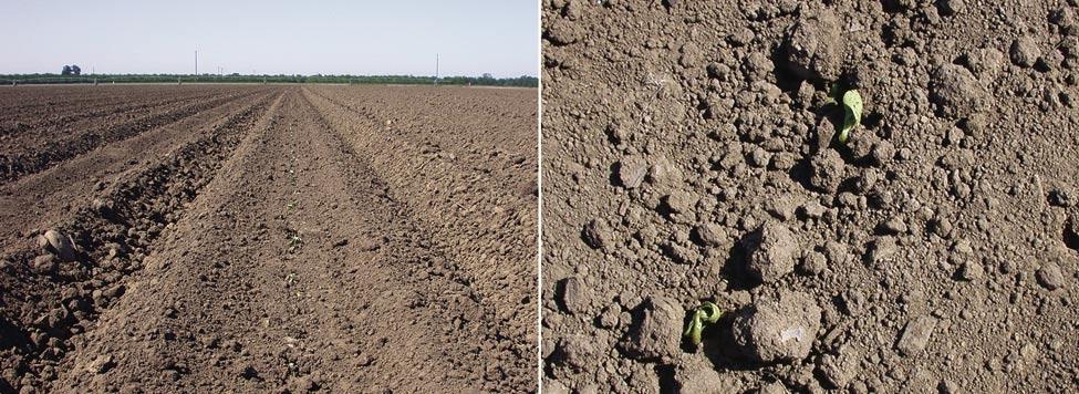 Cotton requires particular conditions for successful planting. If several cold or wet days follow planting, plant populations will be reduced and expensive replanting may be required.