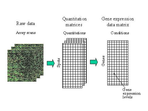 Figure 3.2 Acquiring the gene expression data from DNA microarray.