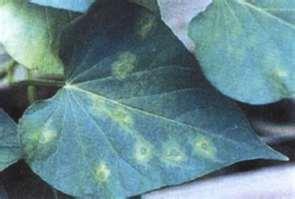 Viral Disease Diagnosis Plant Symptom Expression Mosaic and Mottle (irregular mixing of yellow and green