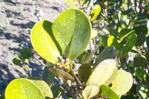 Salt crystals on a mangrove leaf Source