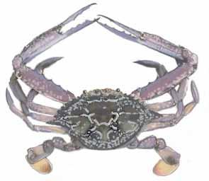 crab Mangrove