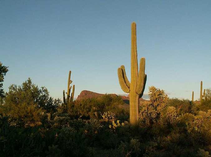 plants. It takes a saguaro cactus 65 years to grow arms.