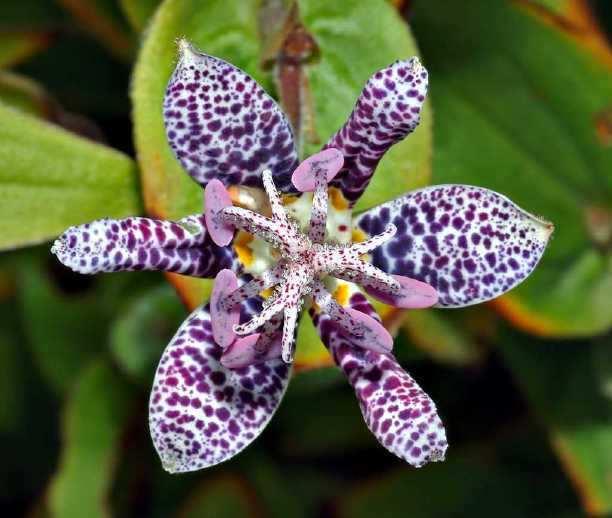 similar? Slide 43 / 105 Plant Offspring and Parents The toad lily prefers to grow in indirect sunlight.